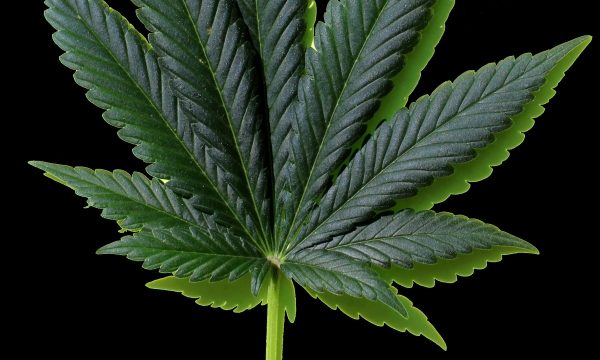 The Buzz on Marijuana: Unveiling the Truth Behind the Hype