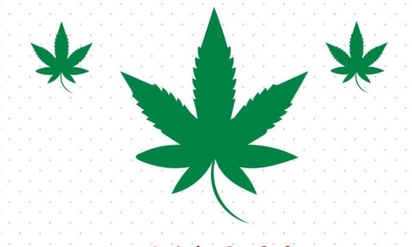 The Green Revolution: Exploring the World of Marijuana
