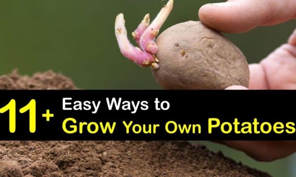 From Spuds to Success: Unlocking the Secrets of Potato Planting