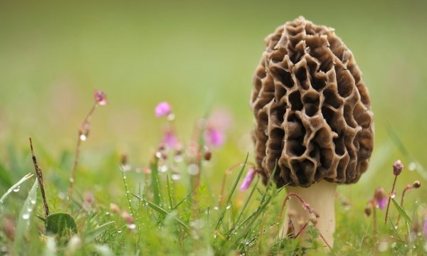 From Fungi to Feasts: Unleashing the Secrets of Mushroom Growing