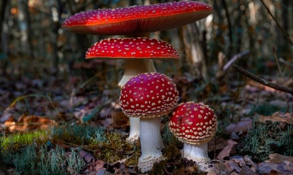 Fungi Fever: Unveiling the Secrets of Mushroom Cultivation