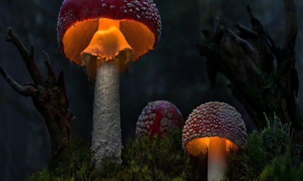 Fungi Fun: Unleashing Your Inner Mycologist – A Guide to Mushroom Growing