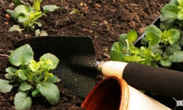 The Growing Trend: Embracing Nature’s Bounty Through Organic Gardening