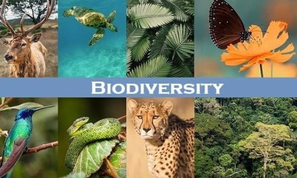 Harmony in Diversity: Exploring the Wonders of Ecology and Biodiversity