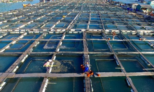 Revolutionizing Oceans: The Future of Aquaculture Technology