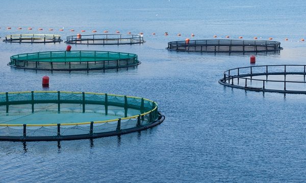 Revolutionizing the Blue Frontier: The Future of Aquaculture Technology