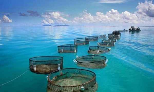 Revolutionizing the Waters: The Future of Aquaculture Technology