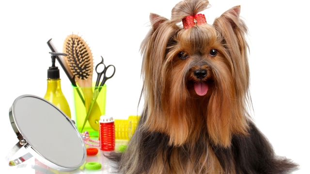 Pampered Paws: A Day at the Pet Saloon!