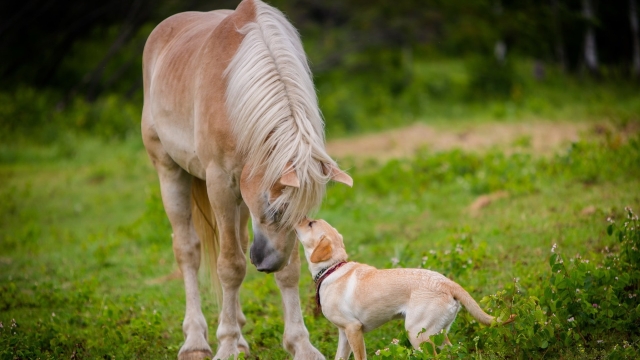 Paws and Claws: Unleashing the Joy of Pet Parenthood